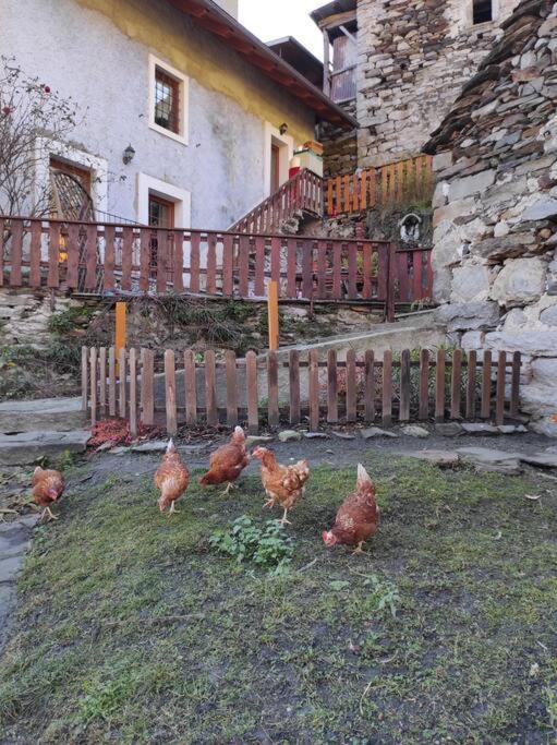 Casa Del Cios Calda E Intima Casetta Immersa Nel Verde Delle Montagne Alpe Basciumo المظهر الخارجي الصورة