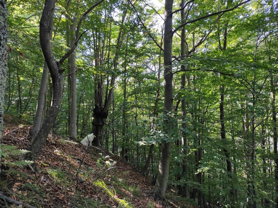 Casa Del Cios Calda E Intima Casetta Immersa Nel Verde Delle Montagne Alpe Basciumo المظهر الخارجي الصورة